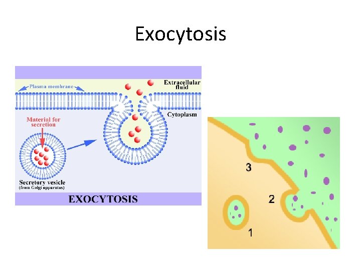 Exocytosis 