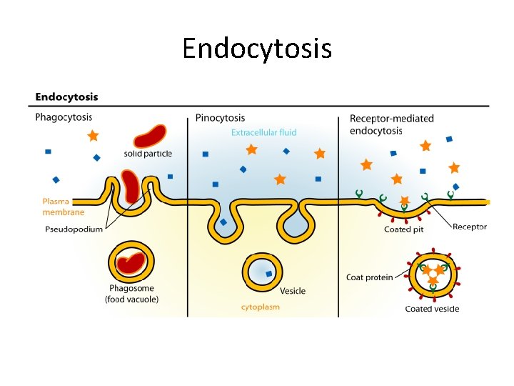 Endocytosis 