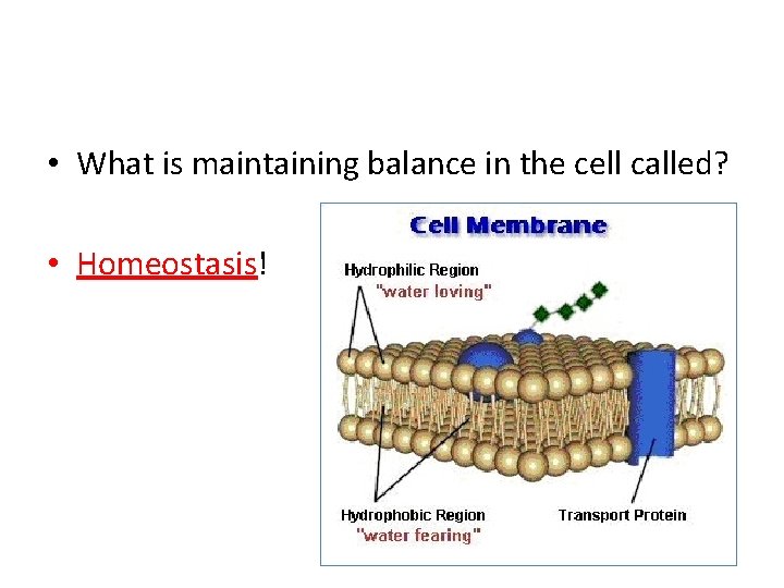  • What is maintaining balance in the cell called? • Homeostasis! 