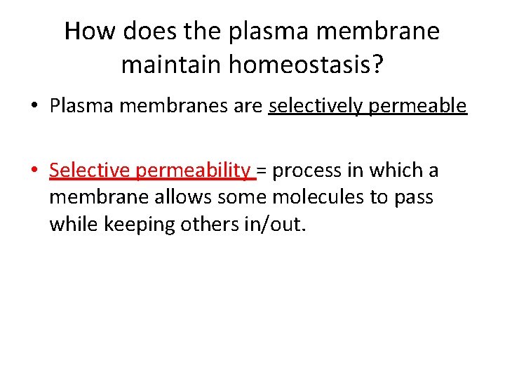 How does the plasma membrane maintain homeostasis? • Plasma membranes are selectively permeable •