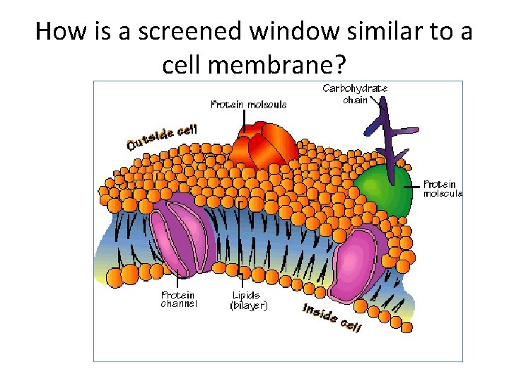 How is a screened window similar to a cell membrane? 