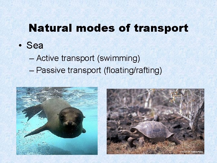 Natural modes of transport • Sea – Active transport (swimming) – Passive transport (floating/rafting)