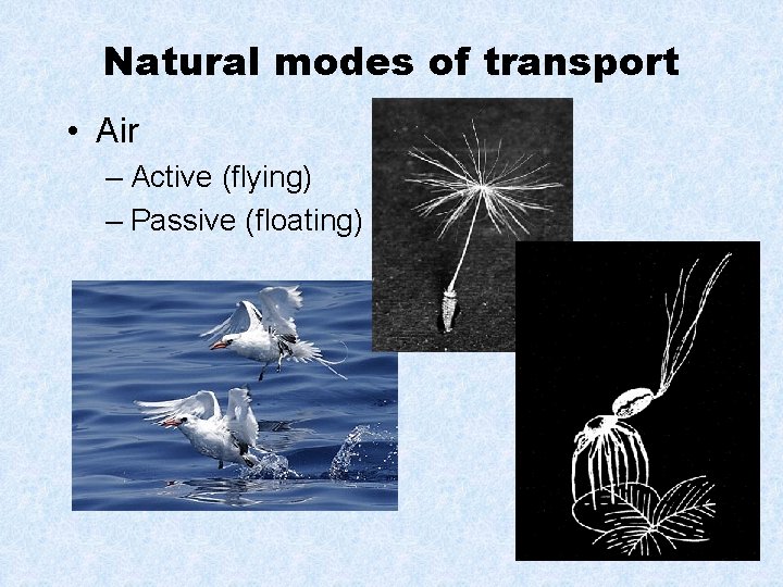 Natural modes of transport • Air – Active (flying) – Passive (floating) 