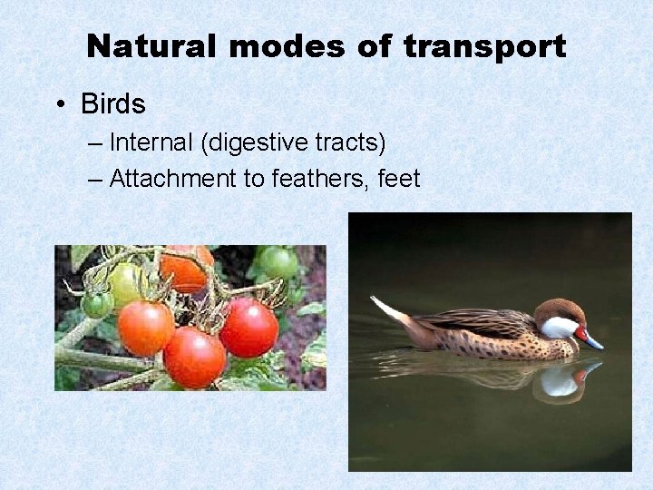 Natural modes of transport • Birds – Internal (digestive tracts) – Attachment to feathers,