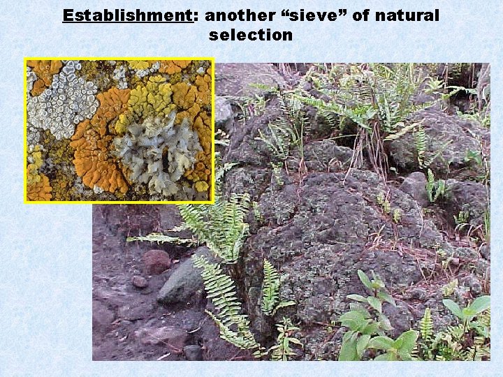 Establishment: another “sieve” of natural selection 