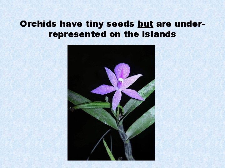 Orchids have tiny seeds but are underrepresented on the islands 