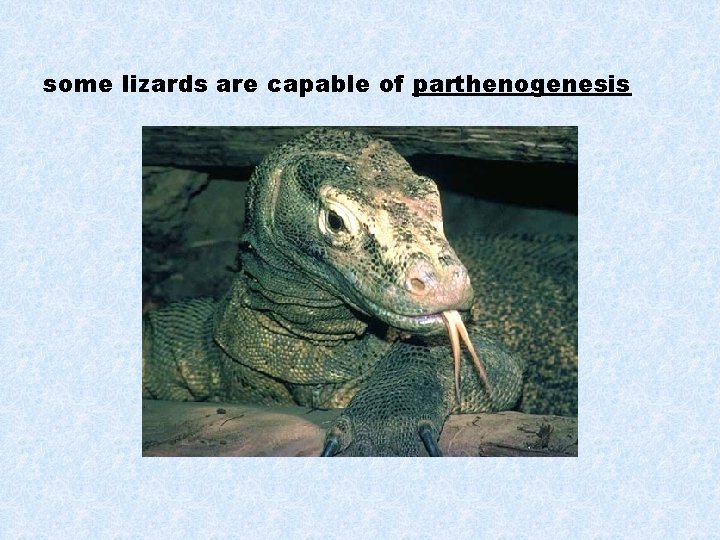 some lizards are capable of parthenogenesis 