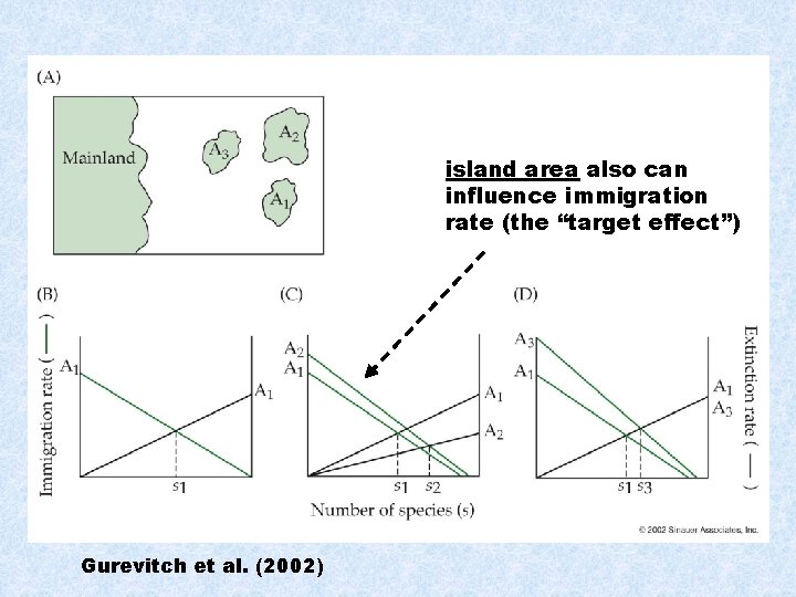 island area also can influence immigration rate (the “target effect”) Gurevitch et al. (2002)