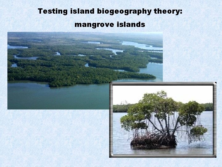 Testing island biogeography theory: mangrove islands 