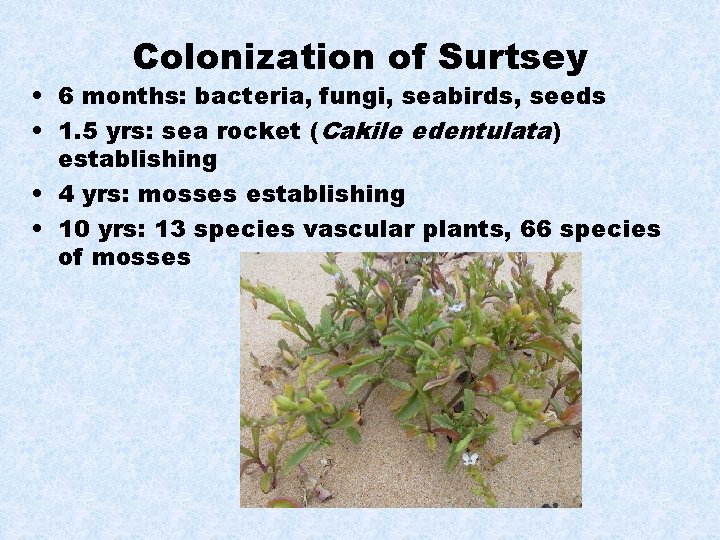 Colonization of Surtsey • 6 months: bacteria, fungi, seabirds, seeds • 1. 5 yrs: