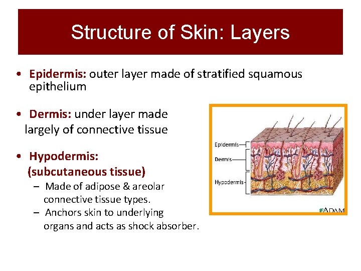 Structure of Skin: Layers • Epidermis: outer layer made of stratified squamous epithelium •