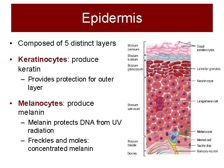 Epidermis • Composed of 5 distinct layers • Keratinocytes: produce keratin – Provides protection