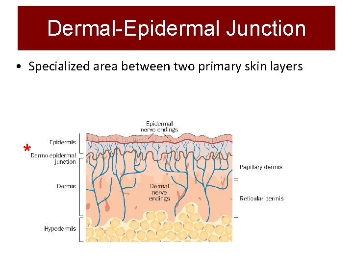 Dermal-Epidermal Junction • Specialized area between two primary skin layers 