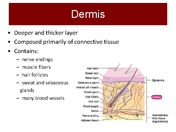 Dermis • Deeper and thicker layer • Composed primarily of connective tissue • Contains: