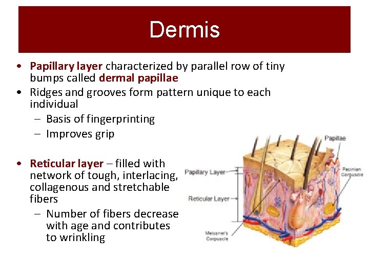 Dermis • Papillary layer characterized by parallel row of tiny bumps called dermal papillae