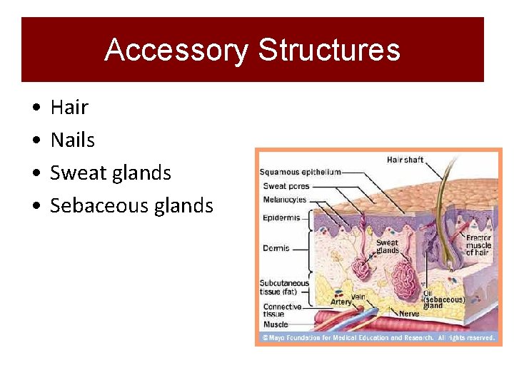 Accessory Structures • • Hair Nails Sweat glands Sebaceous glands 