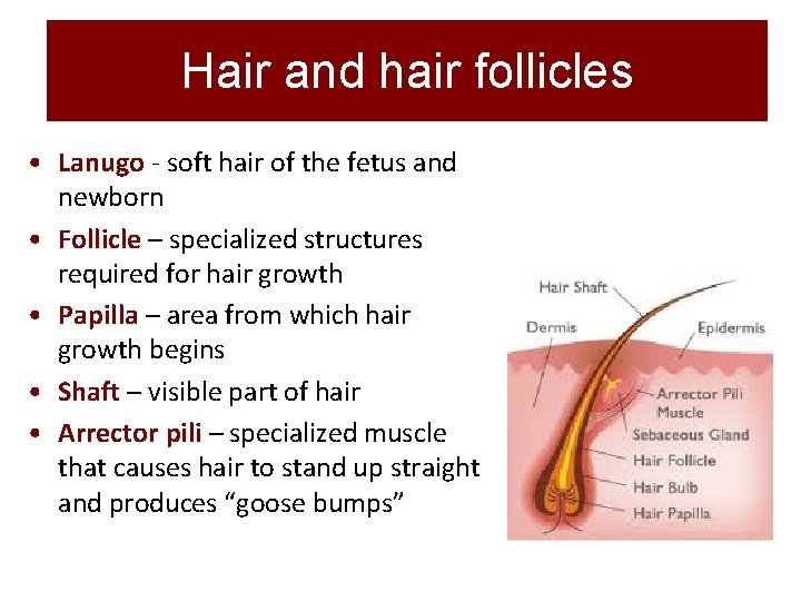 Hair and hair follicles • Lanugo - soft hair of the fetus and newborn