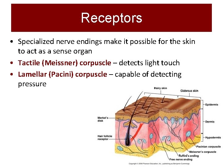 Receptors • Specialized nerve endings make it possible for the skin to act as