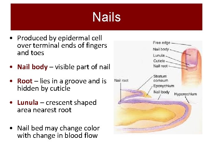 Nails • Produced by epidermal cell over terminal ends of fingers and toes •
