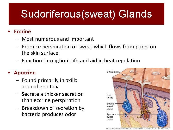 Sudoriferous(sweat) Glands • Eccrine – Most numerous and important – Produce perspiration or sweat