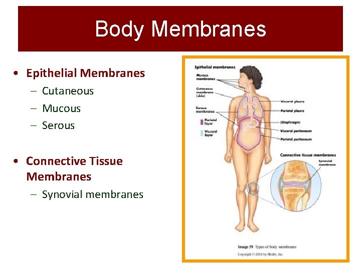 Body Membranes • Epithelial Membranes – Cutaneous – Mucous – Serous • Connective Tissue