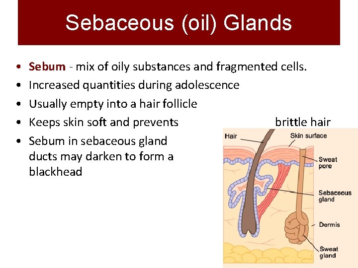 Sebaceous (oil) Glands • • • Sebum - mix of oily substances and fragmented