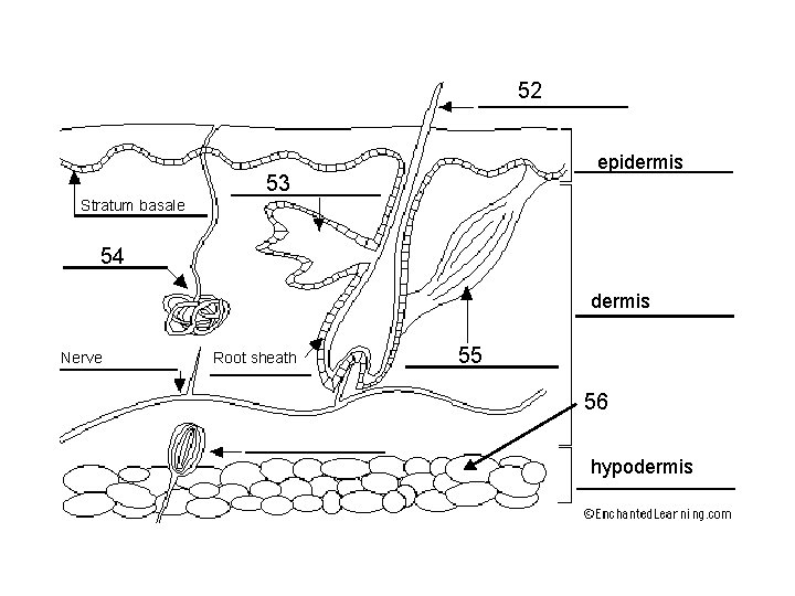 52 epidermis 53 Stratum basale 54 dermis Nerve Root sheath 55 56 hypodermis 
