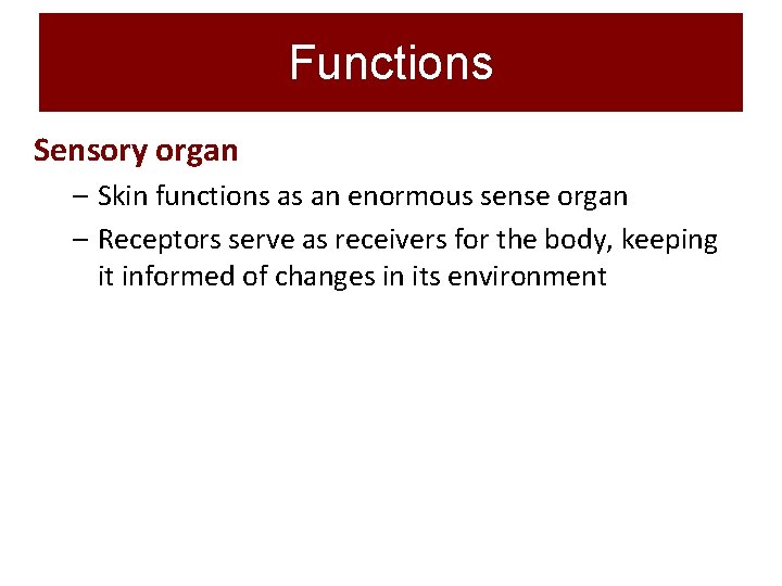 Functions Sensory organ – Skin functions as an enormous sense organ – Receptors serve