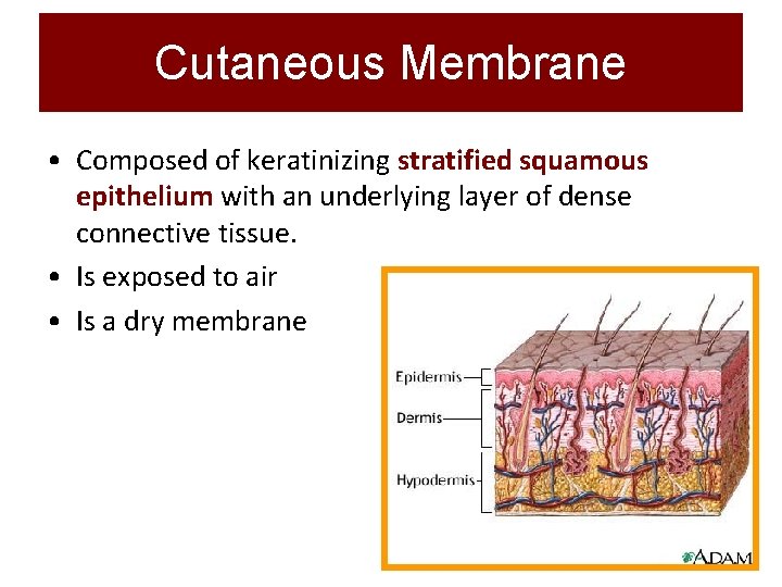 Cutaneous Membrane • Composed of keratinizing stratified squamous epithelium with an underlying layer of