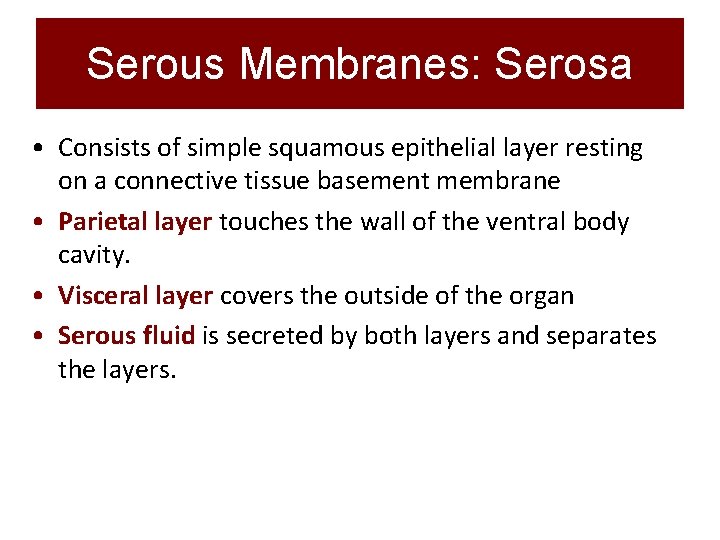Serous Membranes: Serosa • Consists of simple squamous epithelial layer resting on a connective