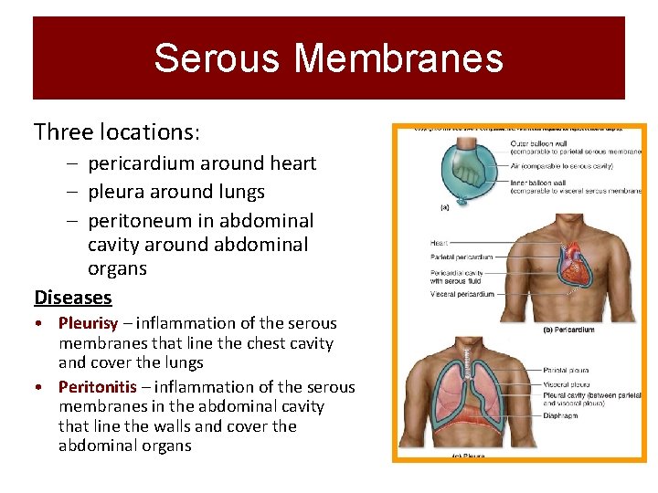 Serous Membranes Three locations: – pericardium around heart – pleura around lungs – peritoneum