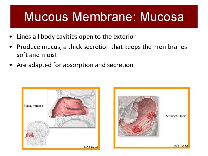 Mucous Membrane: Mucosa • Lines all body cavities open to the exterior • Produce