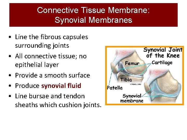 Connective Tissue Membrane: Synovial Membranes • Line the fibrous capsules surrounding joints • All