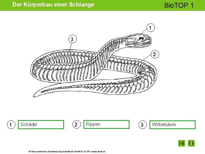 Der Körperbau einer Schlange Bio. TOP 1 1 3 2 1 Schädel 2 Rippen Der Körperbau einer Schlange Bio. TOP 1 1 3 2 1 Schädel 2 Rippen