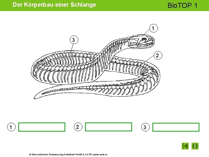 Der Körperbau einer Schlange Bio. TOP 1 1 3 2 1 2 © Österreichischer Der Körperbau einer Schlange Bio. TOP 1 1 3 2 1 2 © Österreichischer