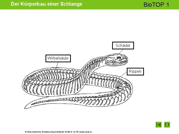 Der Körperbau einer Schlange Bio. TOP 1 Schädel Wirbelsäule Rippen © Österreichischer Bundesverlag Schulbuch Der Körperbau einer Schlange Bio. TOP 1 Schädel Wirbelsäule Rippen © Österreichischer Bundesverlag Schulbuch