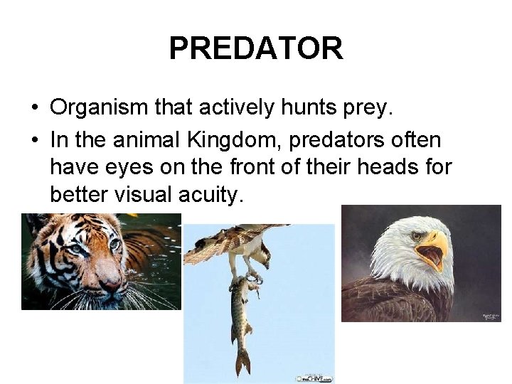 PREDATOR • Organism that actively hunts prey. • In the animal Kingdom, predators often