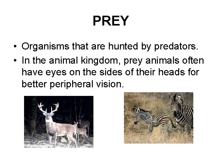 PREY • Organisms that are hunted by predators. • In the animal kingdom, prey