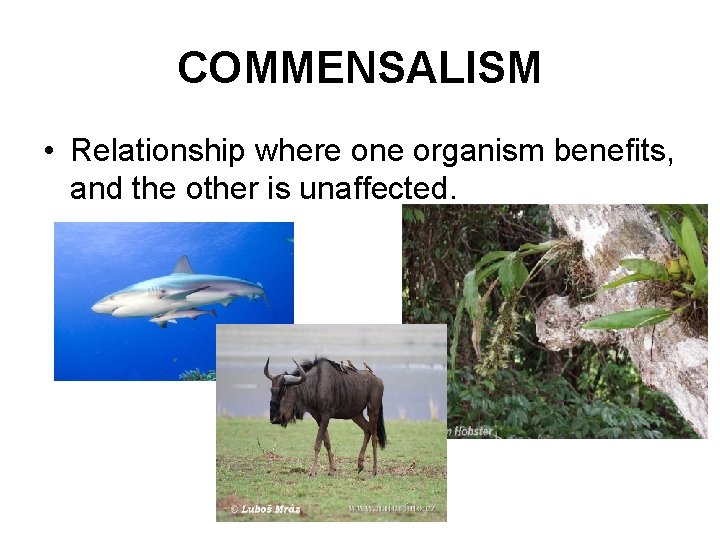 COMMENSALISM • Relationship where one organism benefits, and the other is unaffected. 