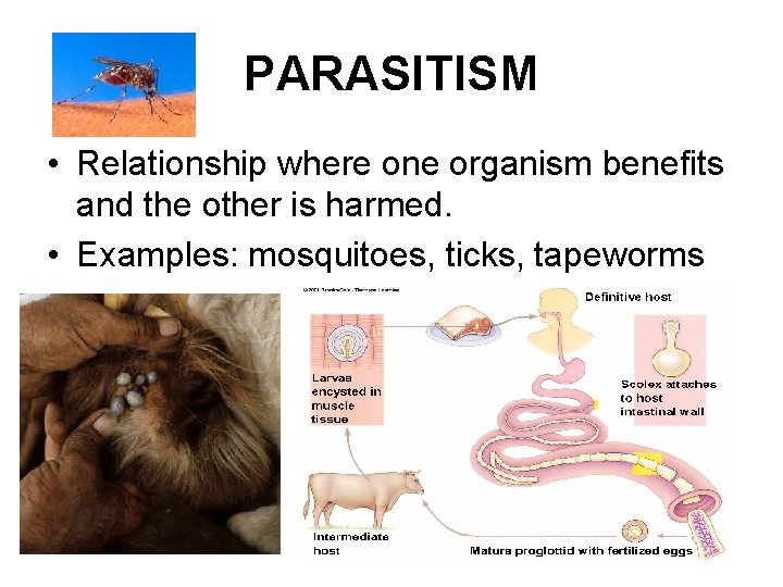 PARASITISM • Relationship where one organism benefits and the other is harmed. • Examples: