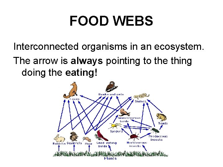 FOOD WEBS Interconnected organisms in an ecosystem. The arrow is always pointing to the