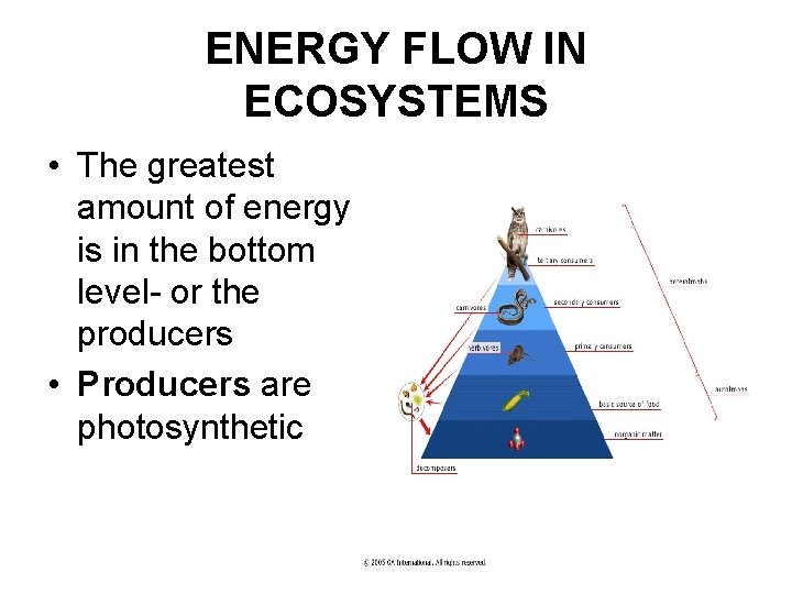 ENERGY FLOW IN ECOSYSTEMS • The greatest amount of energy is in the bottom