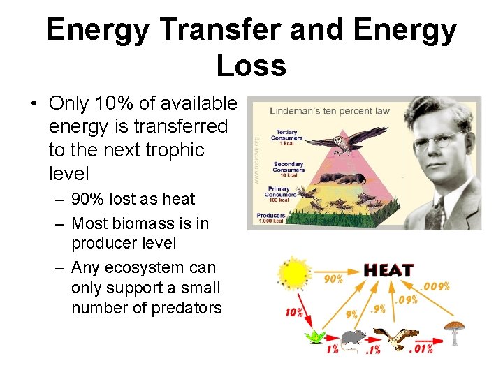 Energy Transfer and Energy Loss • Only 10% of available energy is transferred to