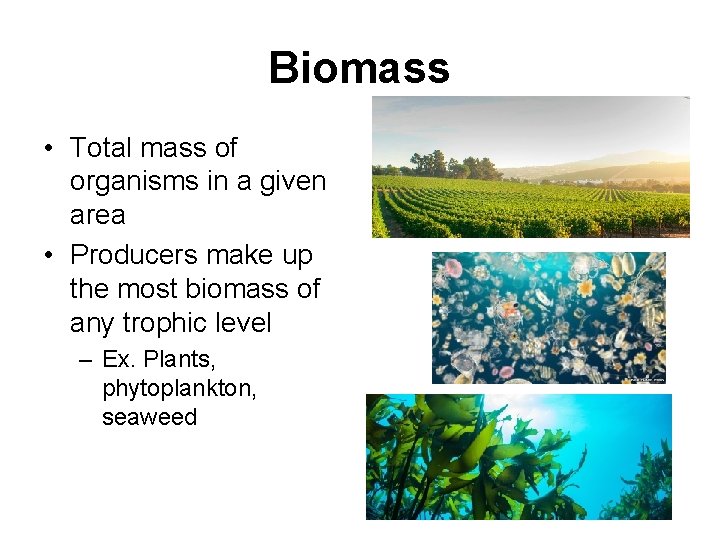 Biomass • Total mass of organisms in a given area • Producers make up