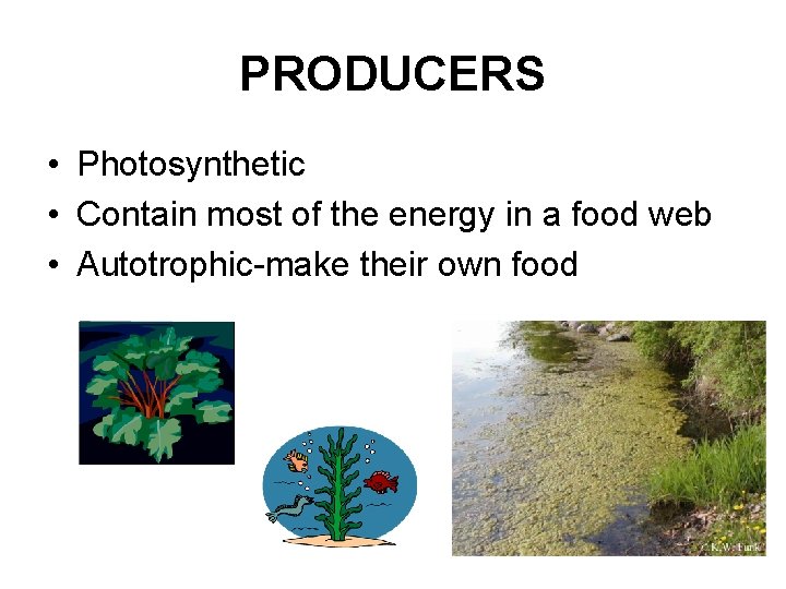 PRODUCERS • Photosynthetic • Contain most of the energy in a food web •