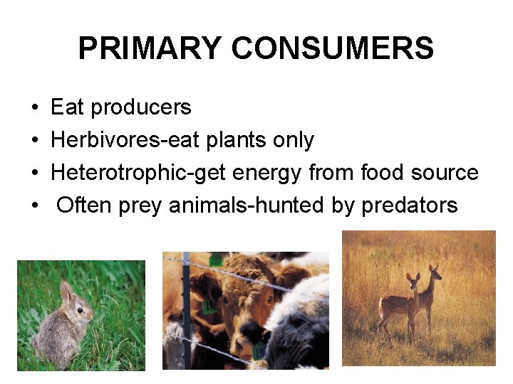 PRIMARY CONSUMERS • • Eat producers Herbivores-eat plants only Heterotrophic-get energy from food source