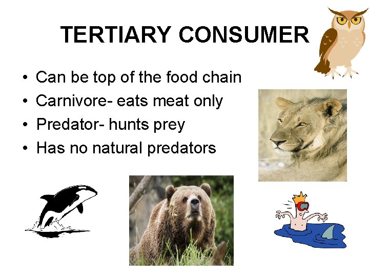 TERTIARY CONSUMER • • Can be top of the food chain Carnivore- eats meat