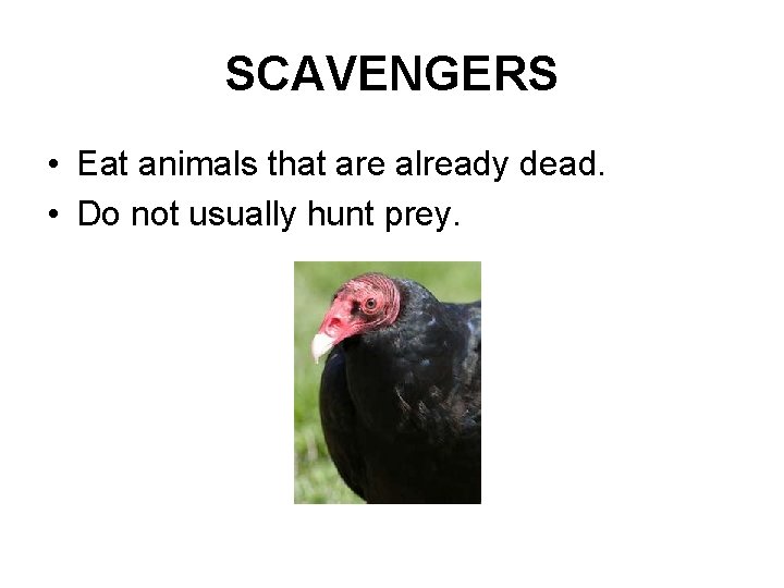 SCAVENGERS • Eat animals that are already dead. • Do not usually hunt prey.