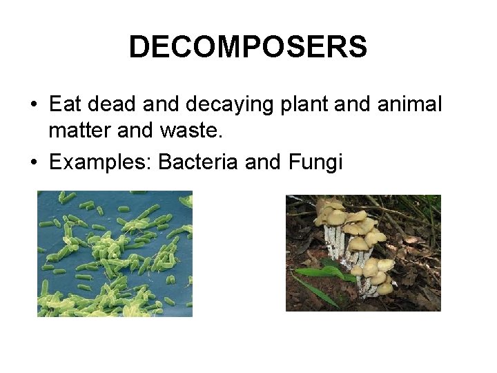 DECOMPOSERS • Eat dead and decaying plant and animal matter and waste. • Examples: