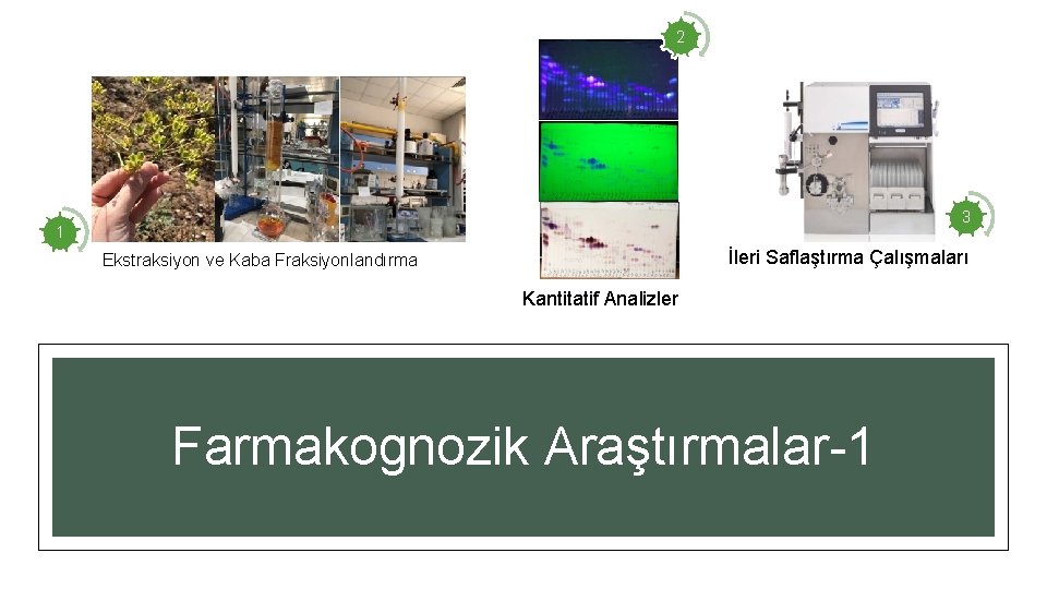 2 3 1 İleri Saflaştırma Çalışmaları Ekstraksiyon ve Kaba Fraksiyonlandırma Kantitatif Analizler Farmakognozik Araştırmalar-1